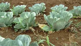 Managing Black rot in cabbage Summary [upl. by Wivestad437]