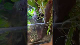 Paludarium update  new aquascaping new fish [upl. by Yortal775]