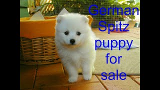 German Spitz puppy for sale 01902930401 dog sell in bangladesh spitz [upl. by Arsi]