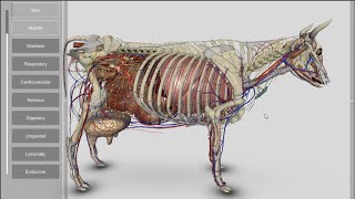 3D Bovine Anatomy v200a [upl. by Bunnie966]