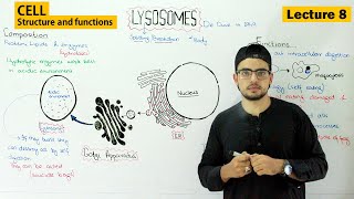 lysosomes structure and function  Video 8 [upl. by Wilder589]