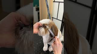 Shihtzu face trim [upl. by Ermin]