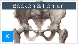 Becken und Femur  Knochen  Anatomie des Menschen  Kenhub [upl. by Celene]