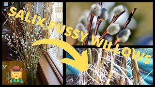 How to Root Rooting Planting in Pots Salix Pussy Willow Tree Branches [upl. by Idihc353]