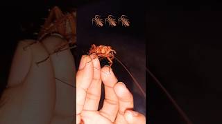 Cockroach 🪳 Telapoka insect youtubeshorts shortsviral SoundS 🪳🪳 [upl. by Eisele]