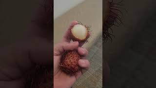 Rambutan fruit [upl. by Nivrad222]