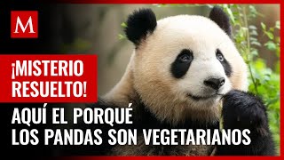 Hallazgo de fósiles resuelve el misterio de cómo los pandas se hicieron vegetarianos [upl. by Karmen]