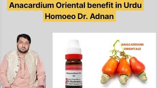 Anacardium Ori Benefits In Urdu  Homoeopathic Medicine Anacardium Ori Uses In Hindi [upl. by Rayham213]