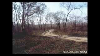 Tião Carreiro e Pardinho  Rolinha Cabocla  Clássico da Música Sertaneja  Raridade [upl. by Ennairek654]