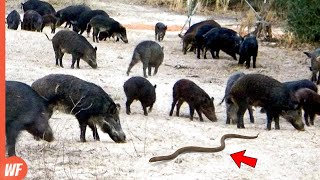 When a Snake Enters Wild Pigs TerritoryIt Paid Its Life [upl. by Sair523]