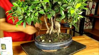 Cuidados y Consejos Bonsái Ficus retusa  Mistral Bonsai [upl. by Godfree]