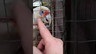 Castiel the Aussie swearing Parrot funny parrot [upl. by Phedra573]