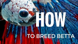 HOW to breed Betta fish COMPLETELY STEP BY STEP [upl. by Rekcut]