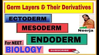 Derivatives of germ layers  Ectoderm  Mesoderm  Endoderm Biology  NEET  by Neerja [upl. by Randi]