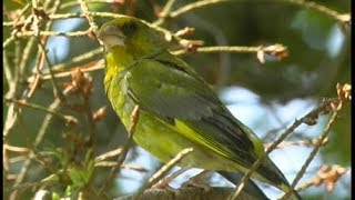 Verdier dEurope European Greenfinch Grünling  Carduelis chloris [upl. by Olnay]