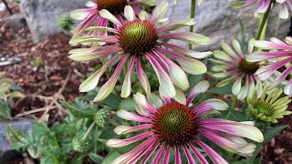 Echinacea Green Twister Coneflower blooming in my zone 8b Oregon back yard [upl. by Catima807]