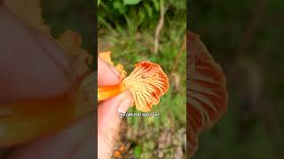 Cantharellus cinnabarinus Red Chanterelle  foraging mushroom wildfood [upl. by Barbour736]