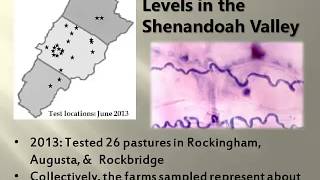 Extent of Endophyte Infection IAPTF 4 [upl. by Adnohrahs]