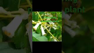 Dodder cuscuta bloom plant nature [upl. by Ahseit]