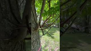 Gleditsia triacanthos Honey Locust with its natural thorns [upl. by Lanita]