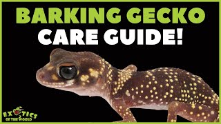 Australian Barking Gecko Care Guide  How To Take Care Of A Australian Barking Gecko [upl. by Eseilanna]