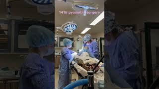 140 pound pyometra surgery in a St Bernard [upl. by Naimed]