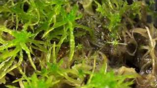 How to Grow Sphagnum Moss quotBefore and Afterquot Part 3 of 3 [upl. by Husain]