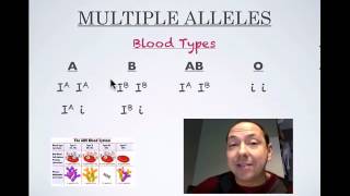 Multiple Allele Review [upl. by Ahaelam]