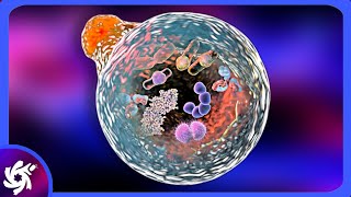 Lysosome in 3 Minutes  SIMPLE [upl. by Ycnay326]