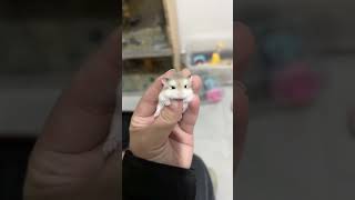 Hamster is so cute 🥺 cute cutehamster [upl. by Yrellav]