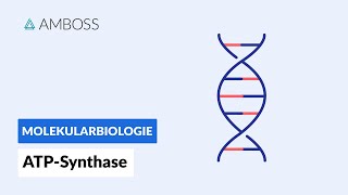 ATPSynthase Schlüsselprotein des Energiestoffwechsels  Biochemie  AMBOSS Video [upl. by Knowles]