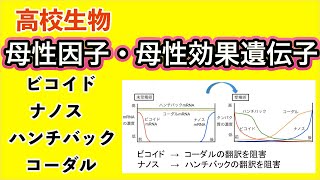 高校生物「母性因子、母性効果遺伝子 （ビコイド・ナノス） [upl. by Obie]