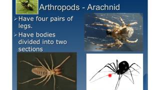 Invertebrates Video [upl. by Sahpec562]