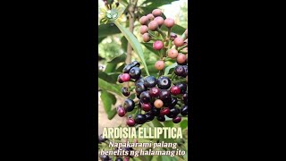 Ardisia Elliptica plant benefits [upl. by Enywad]