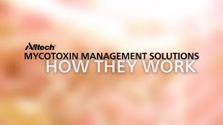 Mycotoxin Management Solutions  How Theyre Made and How They Work [upl. by Ytoc136]