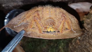 Heteropoda davidbowie huntsman spider taking down a cricket [upl. by Dabney]