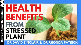 DAVID SINCLAIR “Health Benefits From Stressed Plants”  Dr David Sinclair amp Dr Rhonda Patrick Clips [upl. by Shirleen545]