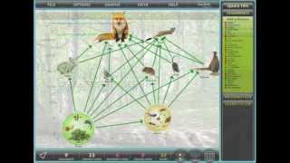 Food Webs  British Woodlands short version [upl. by Annaj]