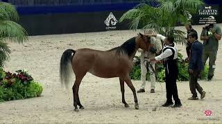 N 22 QASBAT BOUZNIKA El Jadida 2024 Moroccan Arab Horse Breeders Cup Fillies 2 Years Old Clas [upl. by Secnarf]