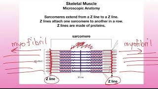 Lecture 9 part 2 [upl. by Ahsiner]