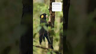 Stunning Black Cockatoo Majestic Beauty and Incredible Soundsjornalismo [upl. by Illac]