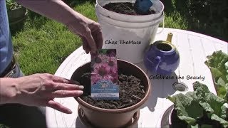 Planting the Echinacea Gardening 2014 [upl. by Austreng]