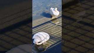 Swans paddle boarding in clear water [upl. by Sidell]