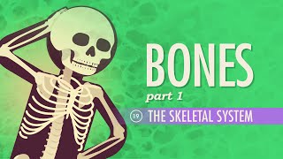 The Skeletal System Crash Course Anatomy amp Physiology 19 [upl. by Nosa]