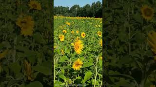 tamil finland motivation sunflower [upl. by Cher728]