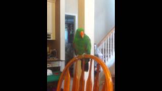 Finnie the Eclectus Sings [upl. by Carrillo767]