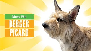 Berger Picard Dog Breed  French Herding Dog [upl. by Garv]