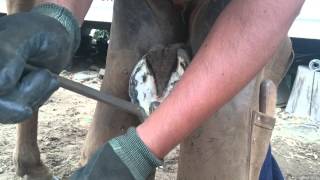 Tutorial como herrar un Caballo con Renato II [upl. by Broome234]