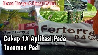 Insektisida FERTERRA 04 GR  Mengatasi Hama Penggerek Batang Padi Tanaman Part9 [upl. by Elsa793]