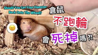 倉鼠不跑輪怎麼辦 When Hamsters Hate Hamster Wheel [upl. by Risa]